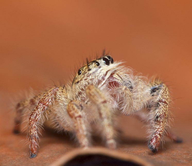 Spiders In The Forest.