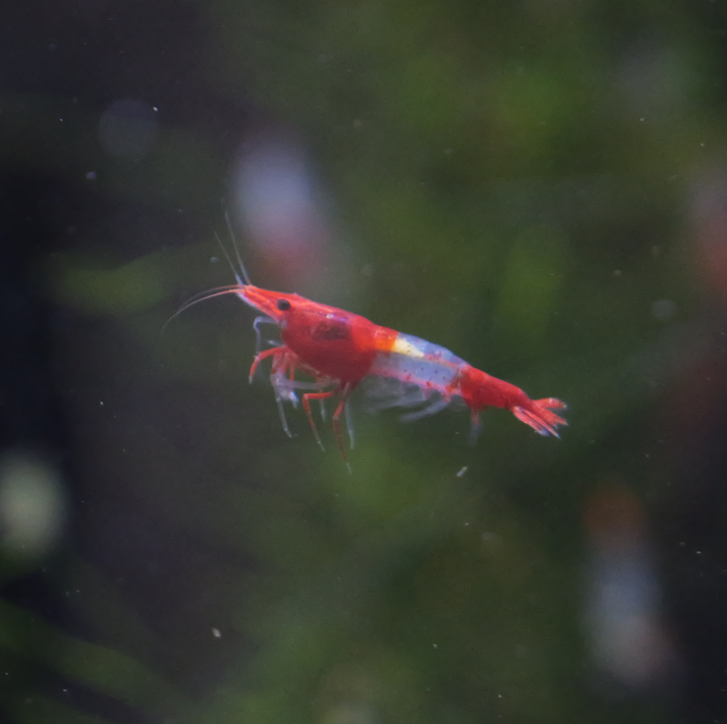 What Are Shrimp Blog
