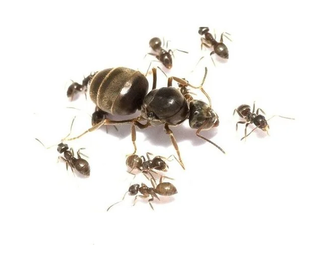 Black Road Ant