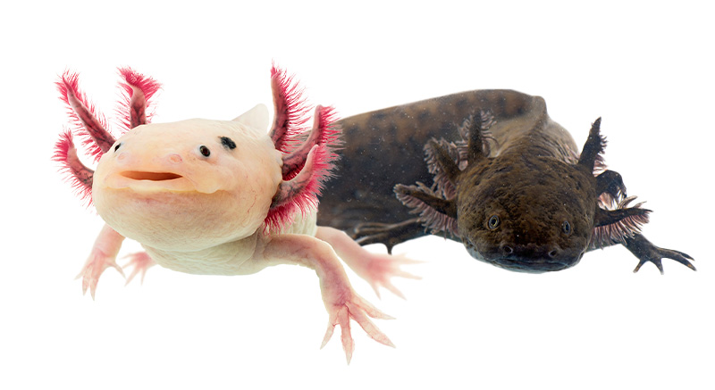 Axolotl Informatie Pagina Vissoorten Dierenpagina Avonturia