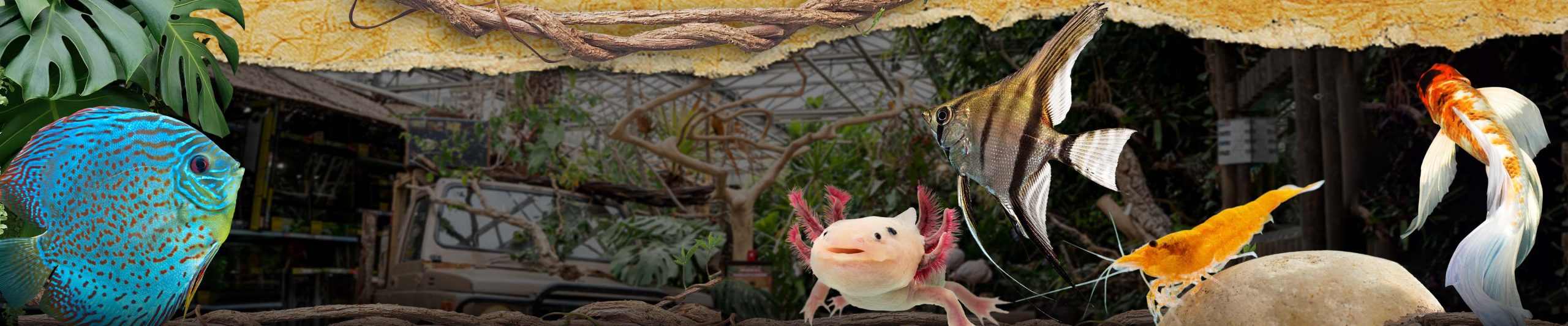 Dierenpagina Vissen Header