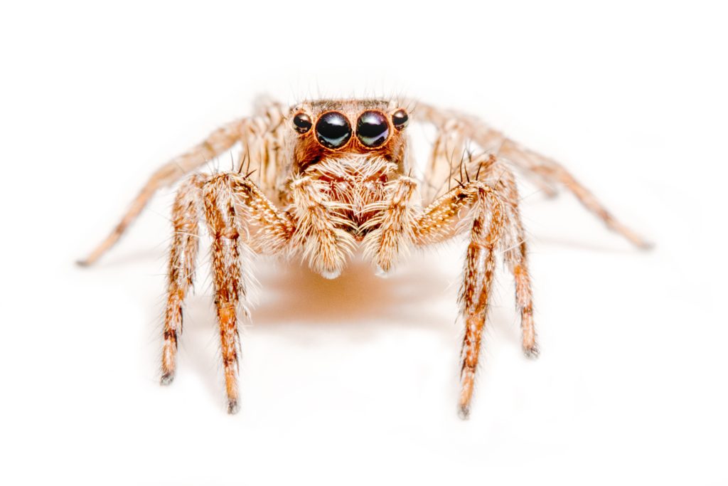 Jumping Spider On White Background