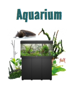 Axolotl Aquarium