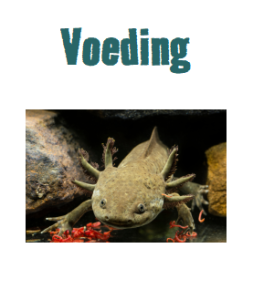 Axolotl Voeding