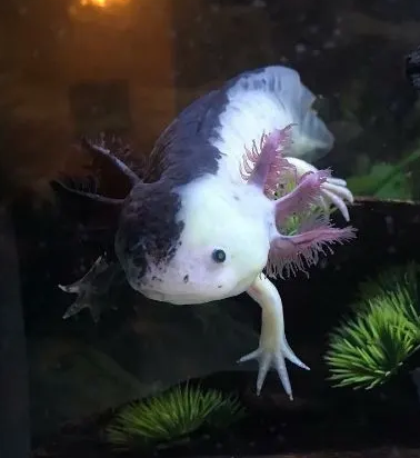 Chimera Axolotl