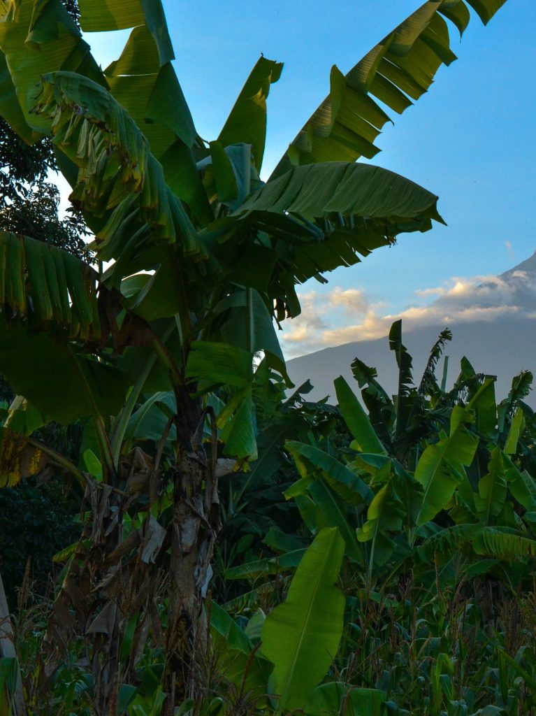 Filipijnen Vogel Speelgoed Palmbomen