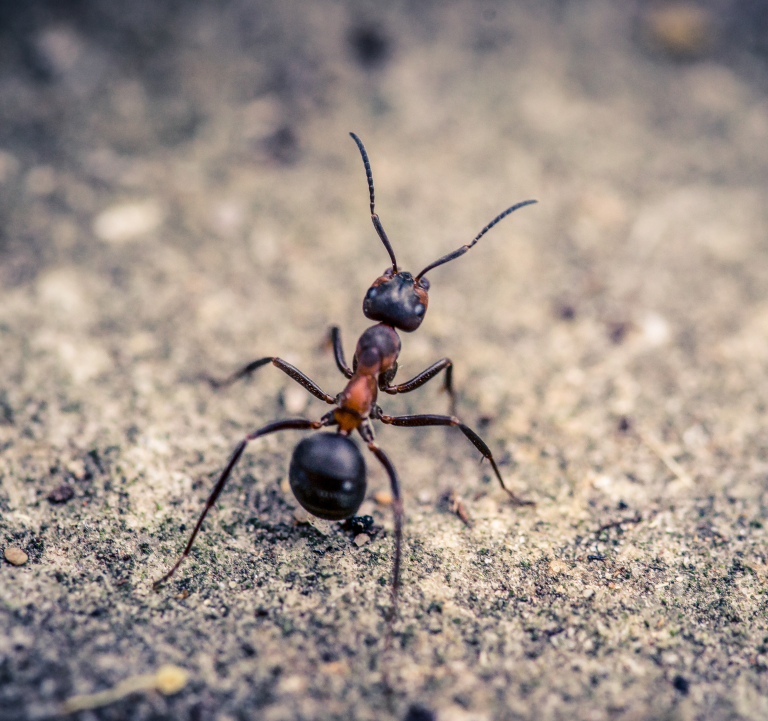 New Trend Ants as Pets Avonturia