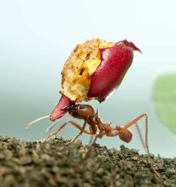 Leaf Cutter Ant, Acromyrmex Octospinosus, Carrying Eaten Apple