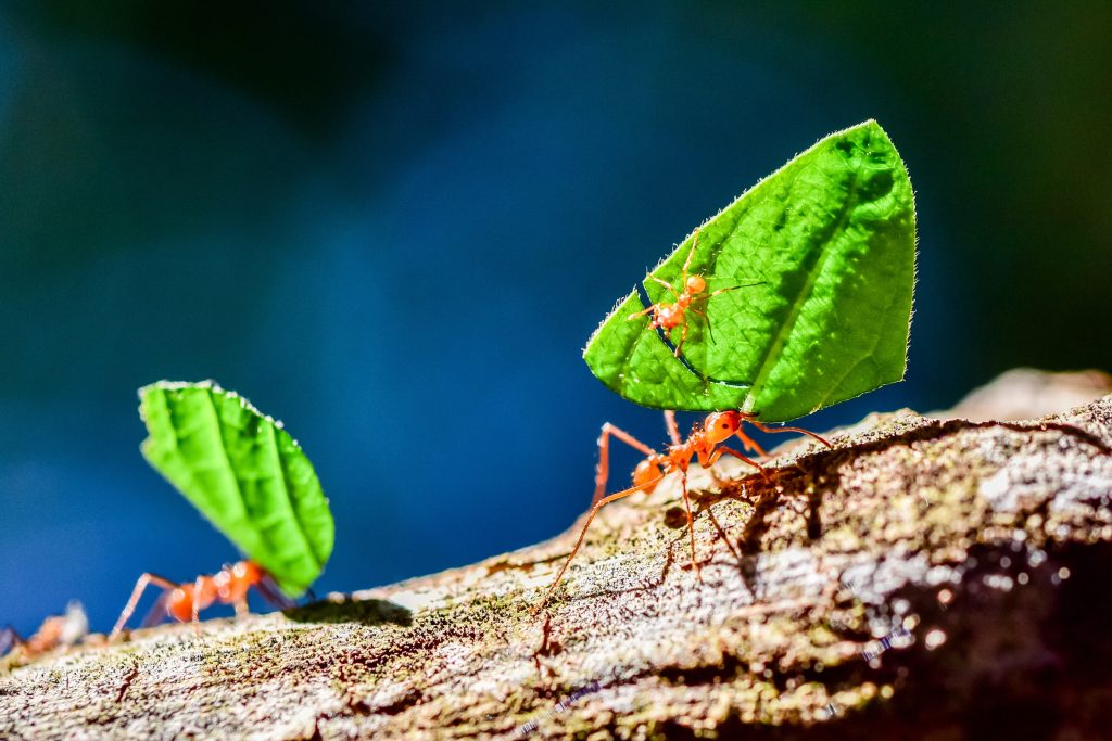 Ants With Leaves