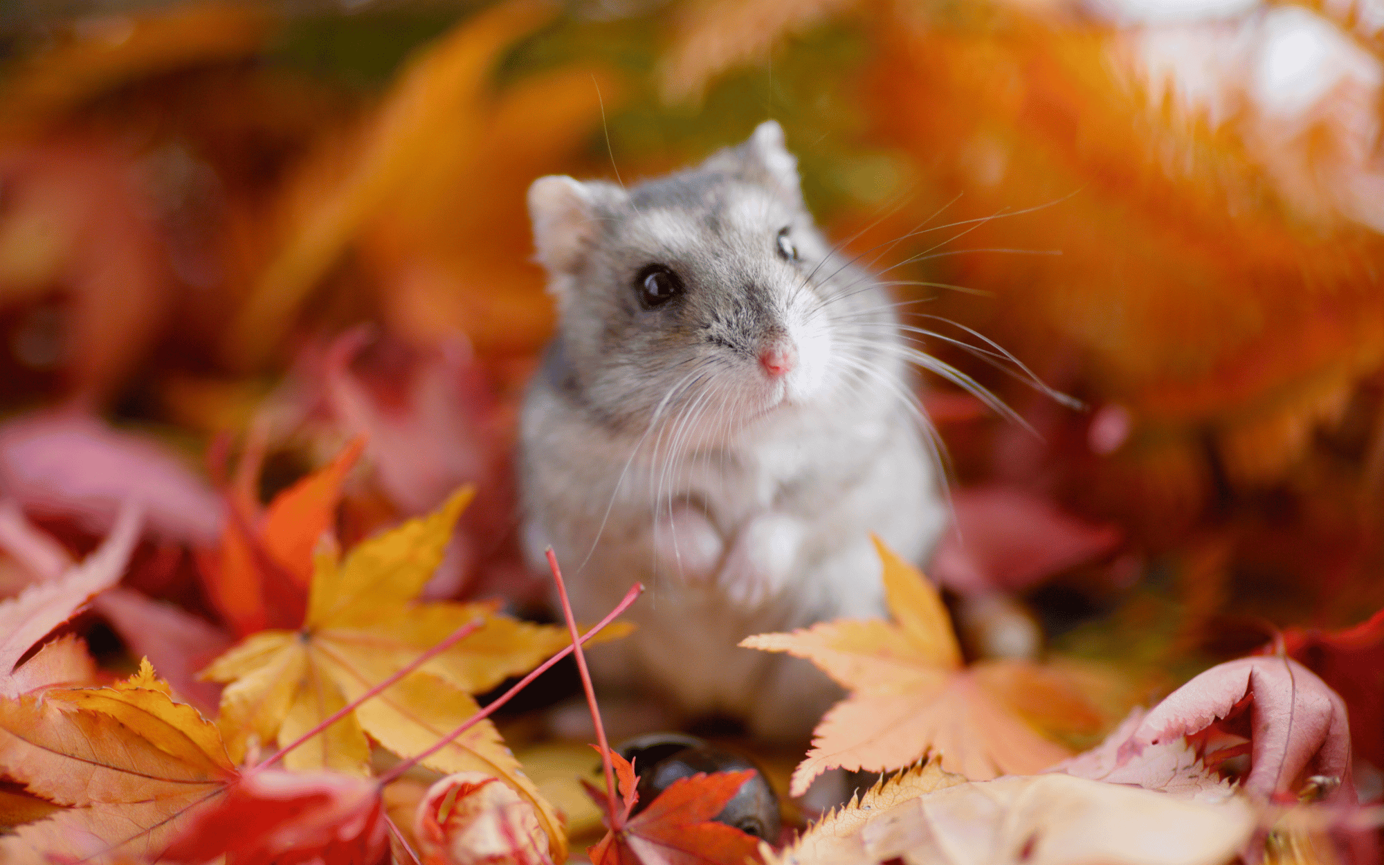 Hamster Hamsterscaping In De Natuur (2)
