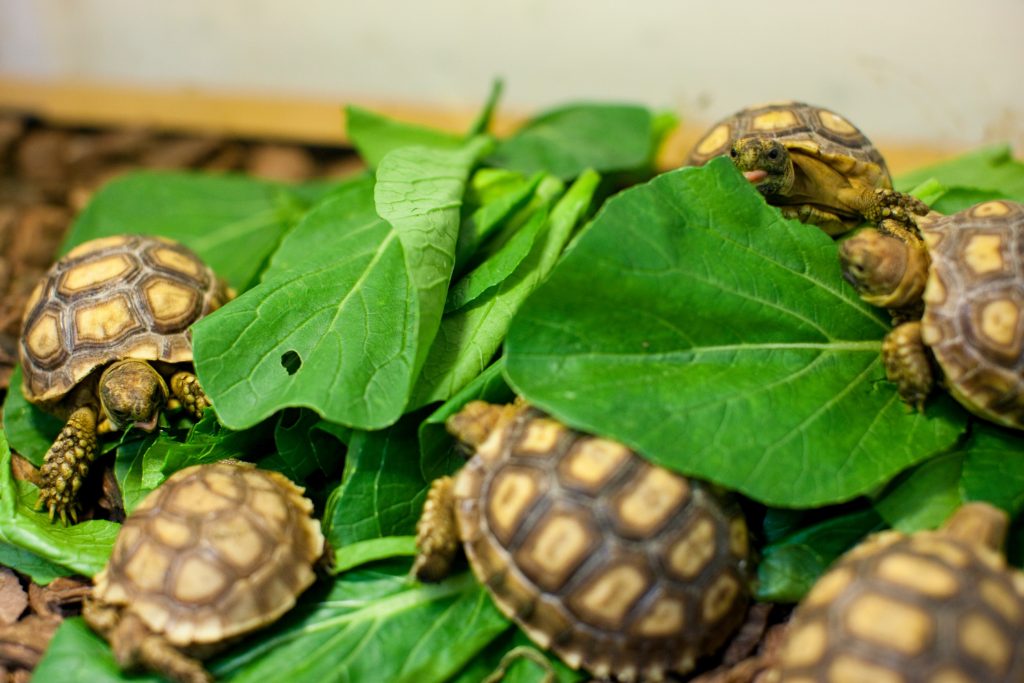 Young tortoises
