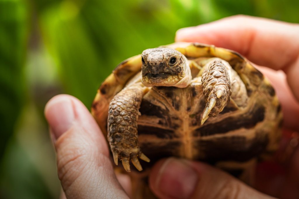 Keeping a Russian Four-toed Tortoise as a Pet