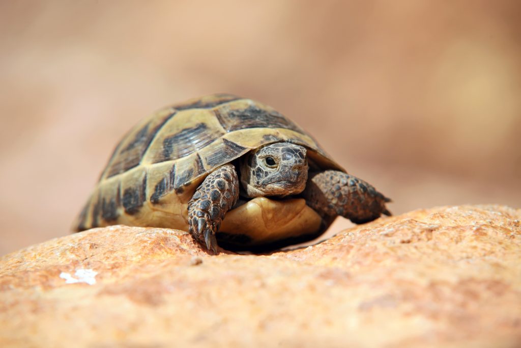 Russian Four-toed Tortoise