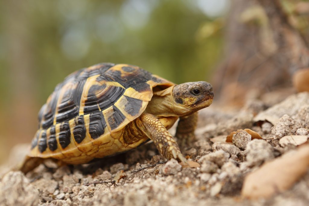 Russian Four-Toed Tortoise