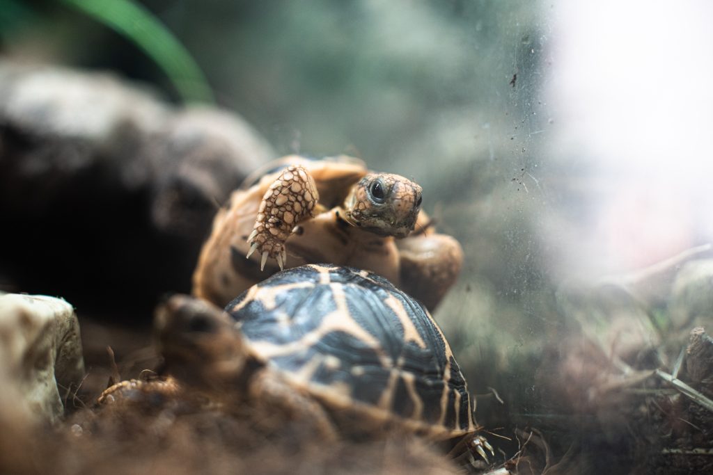 Reproduction of tortoises