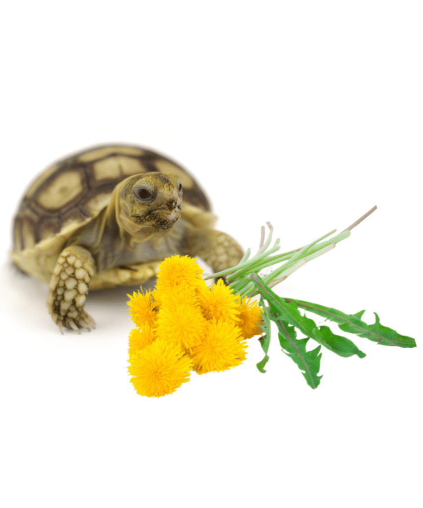 Land Turtle With Dandelion