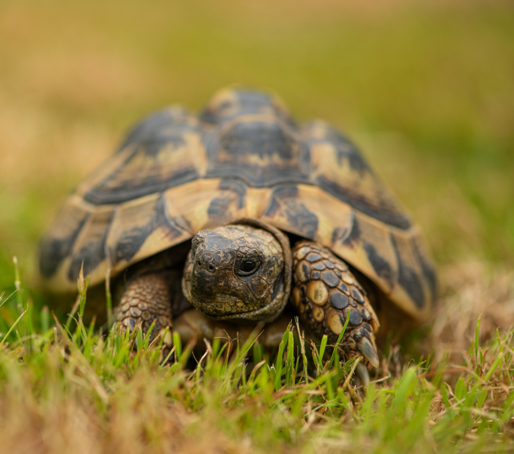 Land Turtle On The Grass