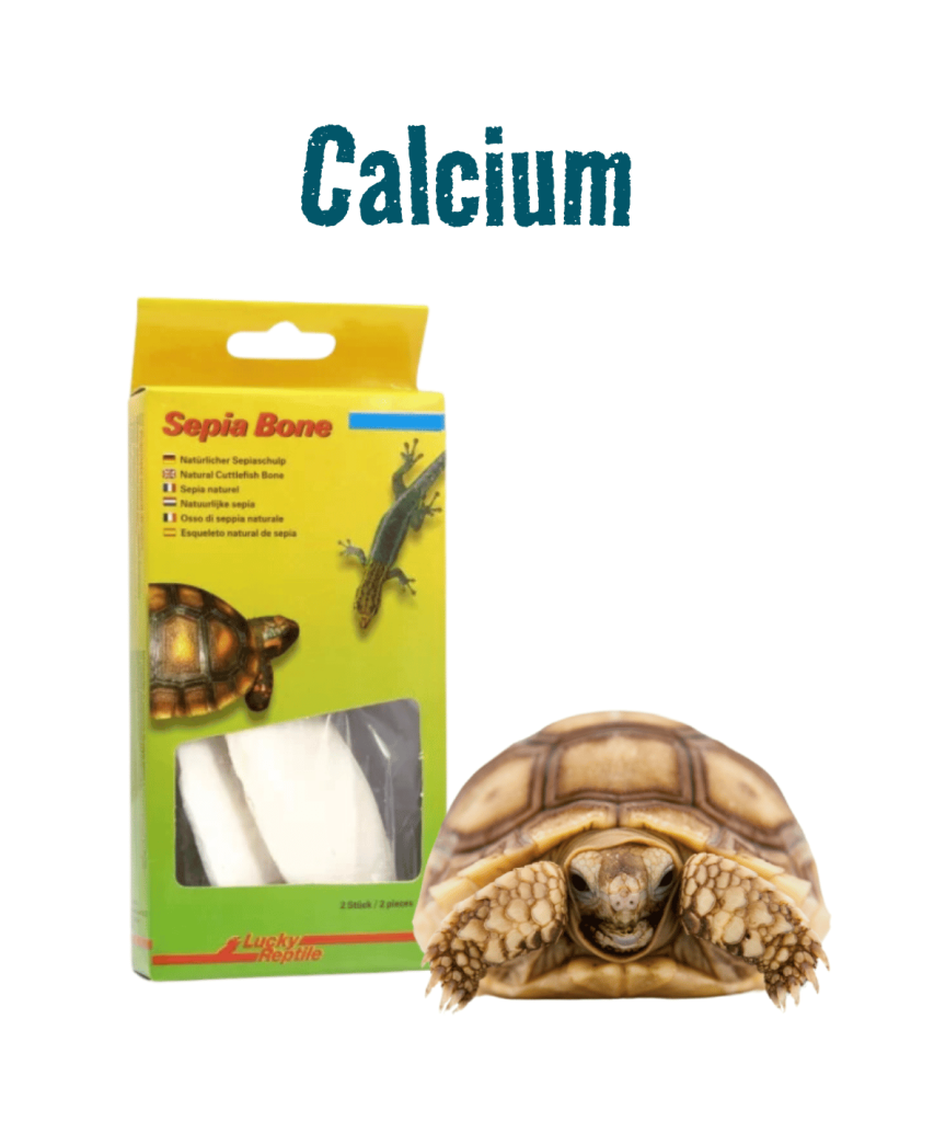 Landschildpadden Calcium 1