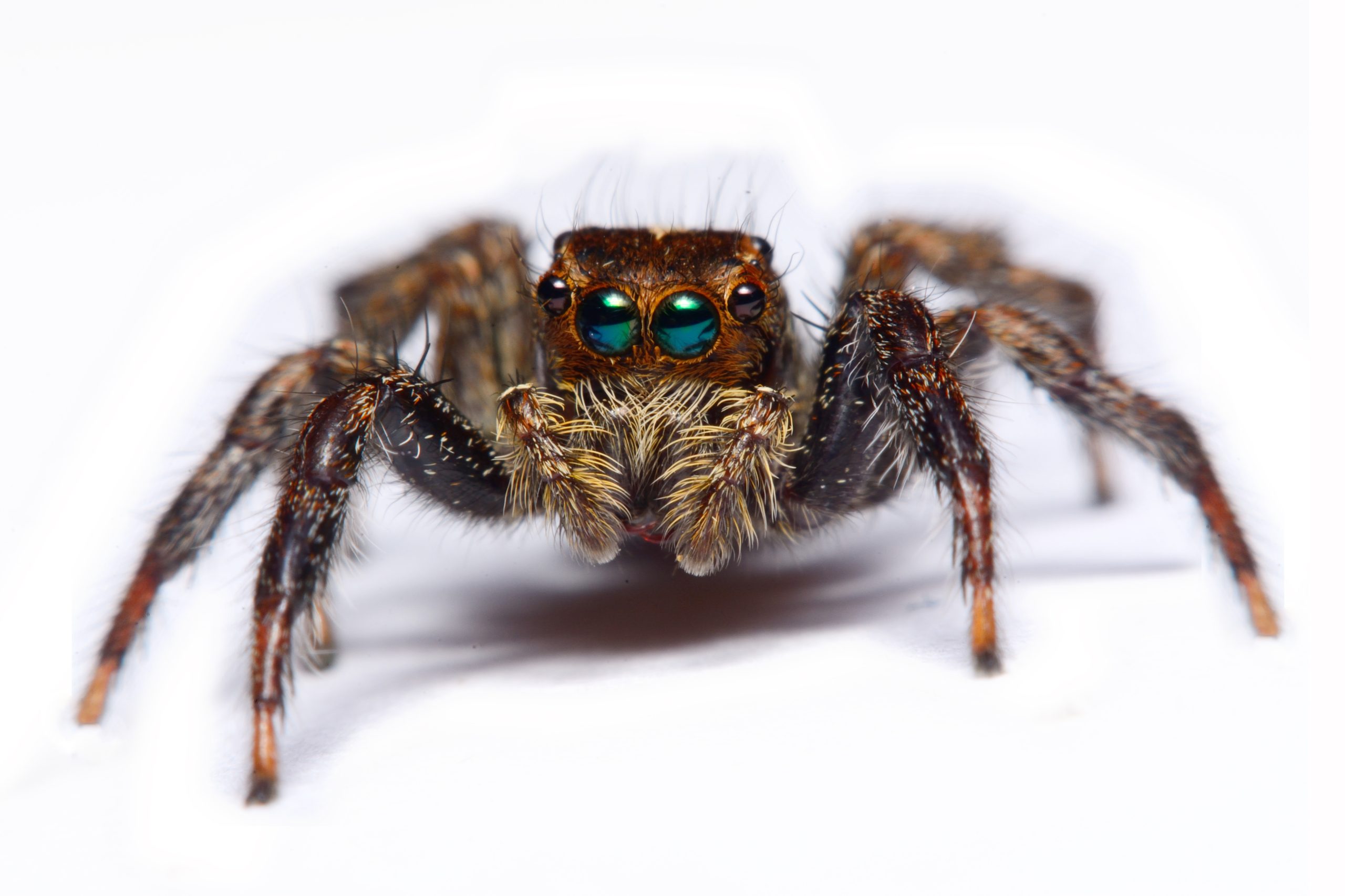 Close Up Of A Jumping Spider.