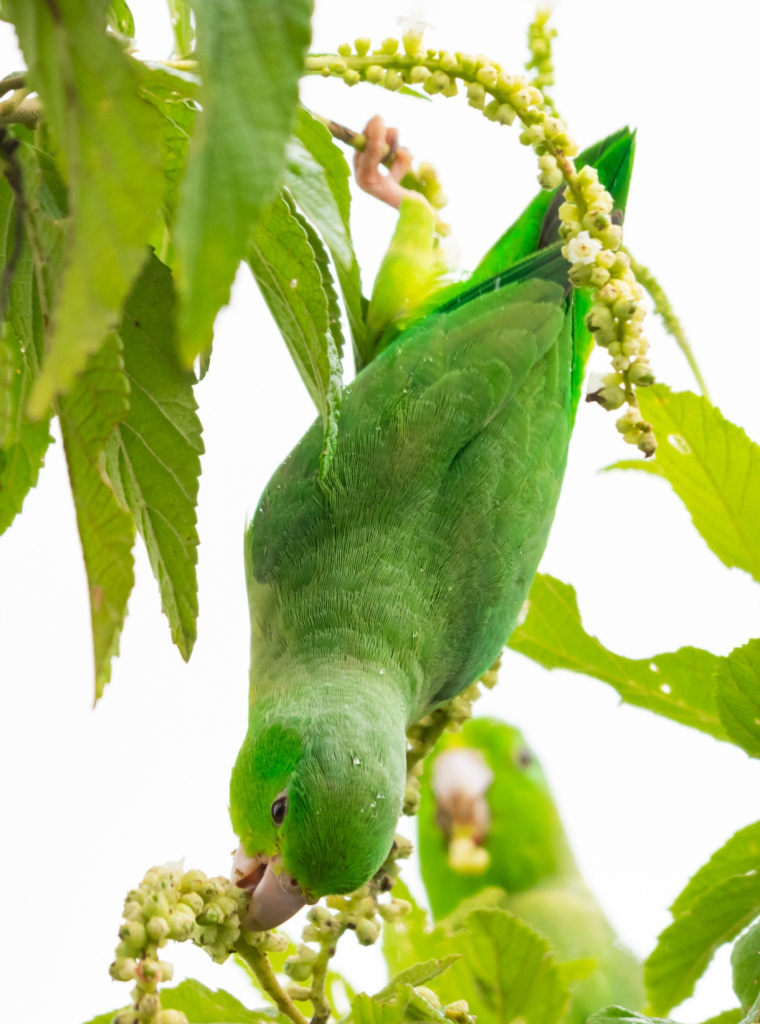 Parrot Foraging Verically