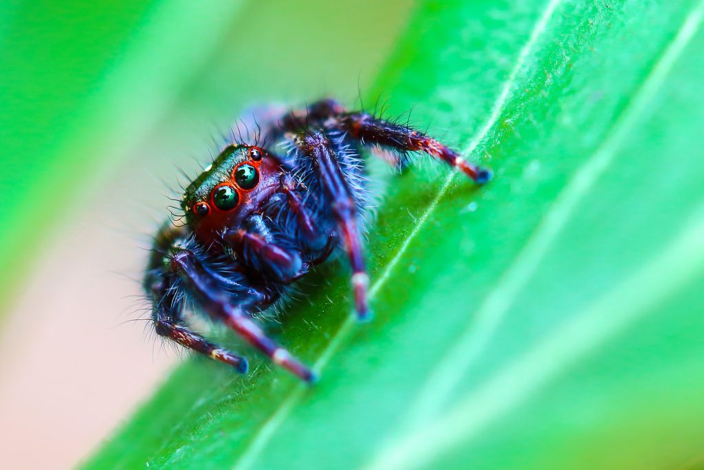 Phidippus Ometepe Springspin