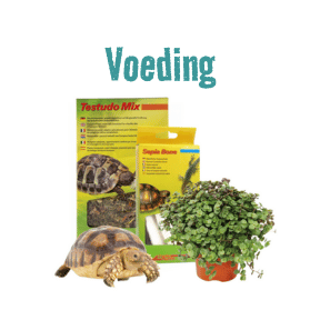Schildpad Voeding