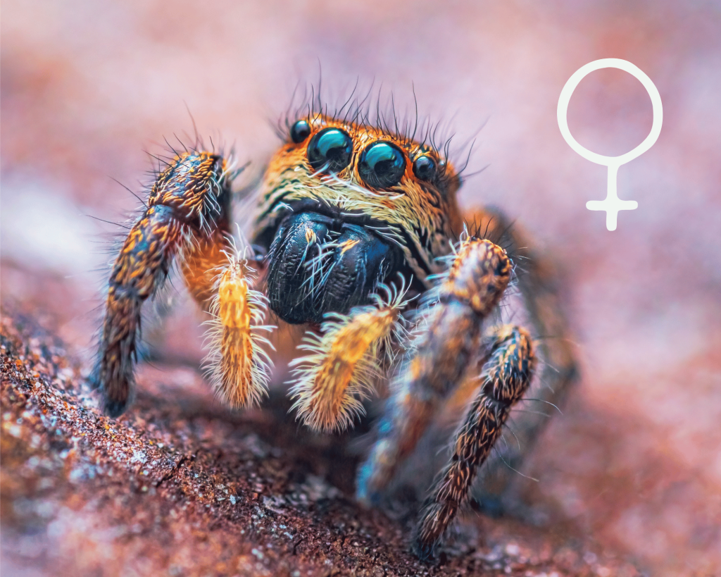 Vrouw Ometepe Phidippus Springspin