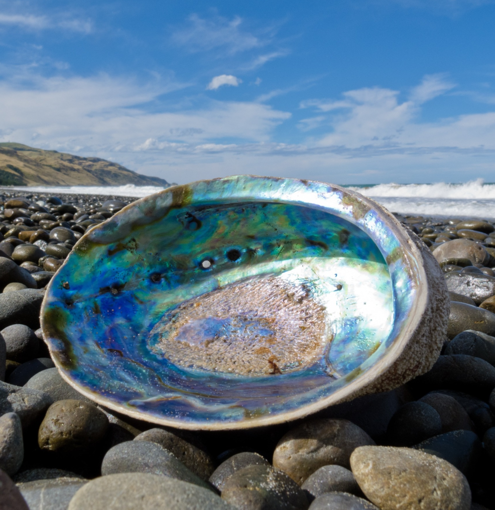 Abalone Shell Washed Ashore