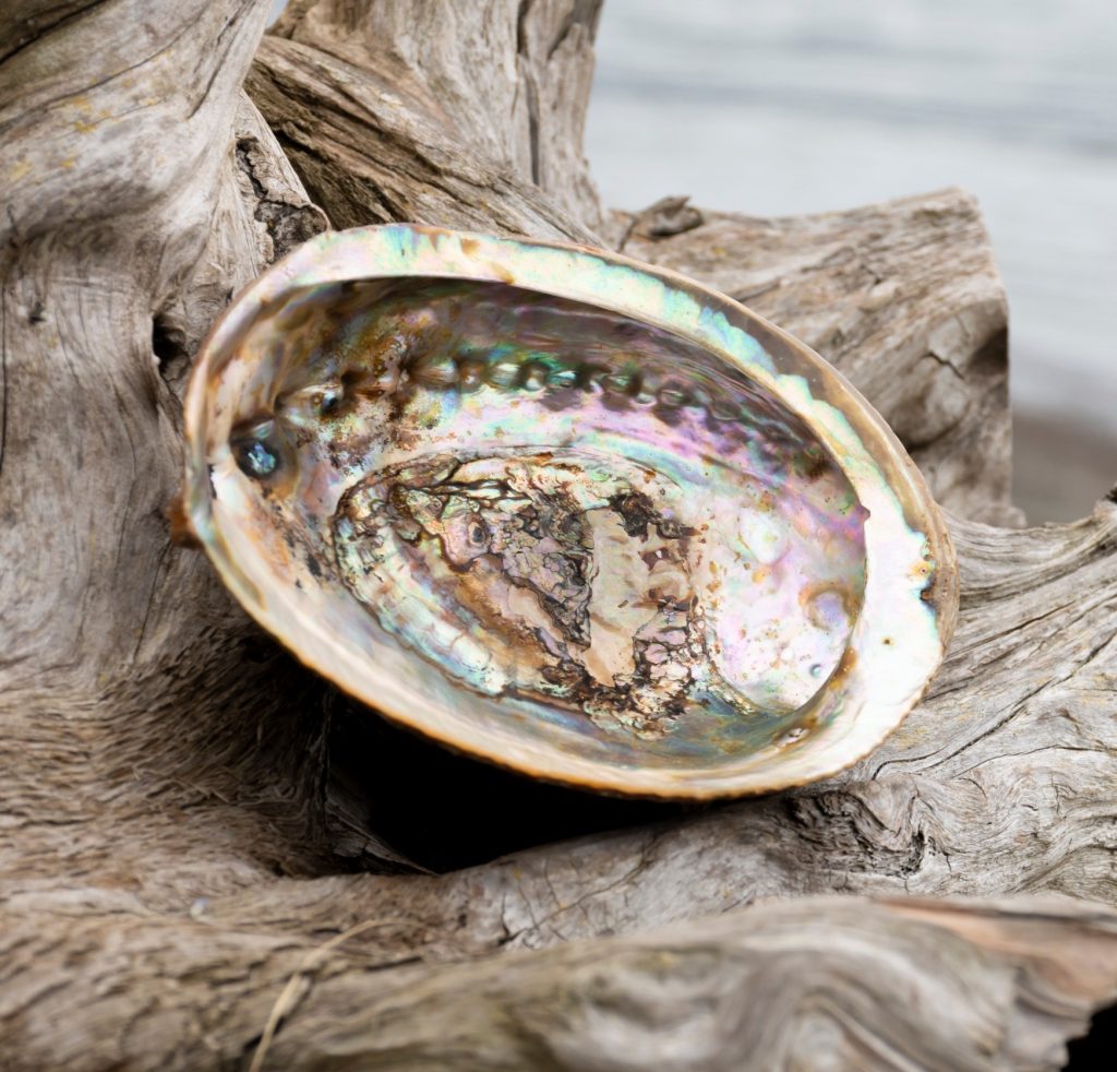 The Abalone Shell