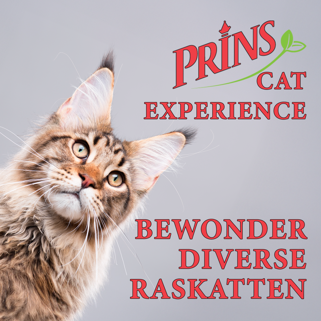 Prins Cat Experience