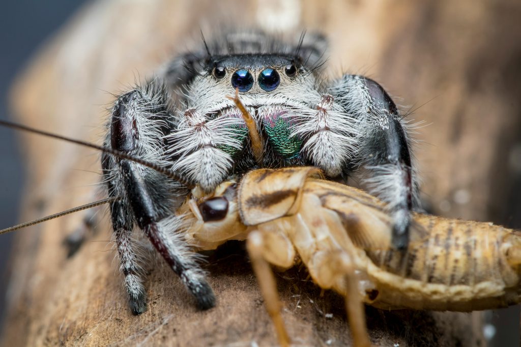 Jumping Spider Food