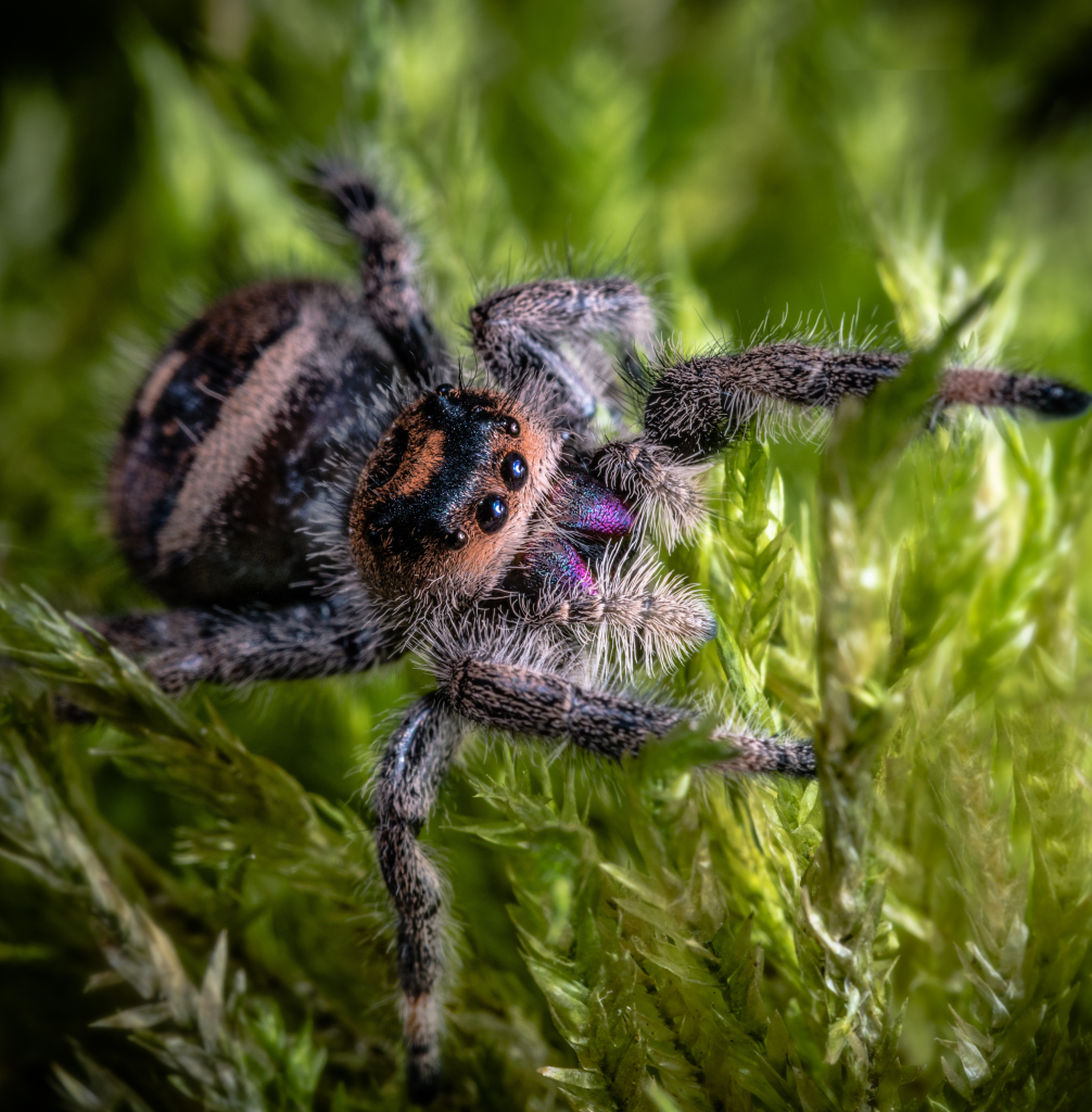 Jumping Spider Female