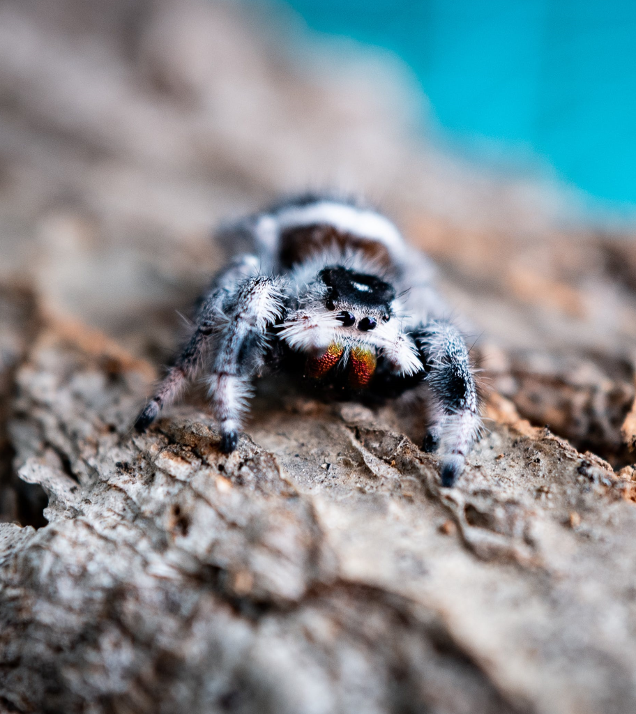 White Jumping Spiders