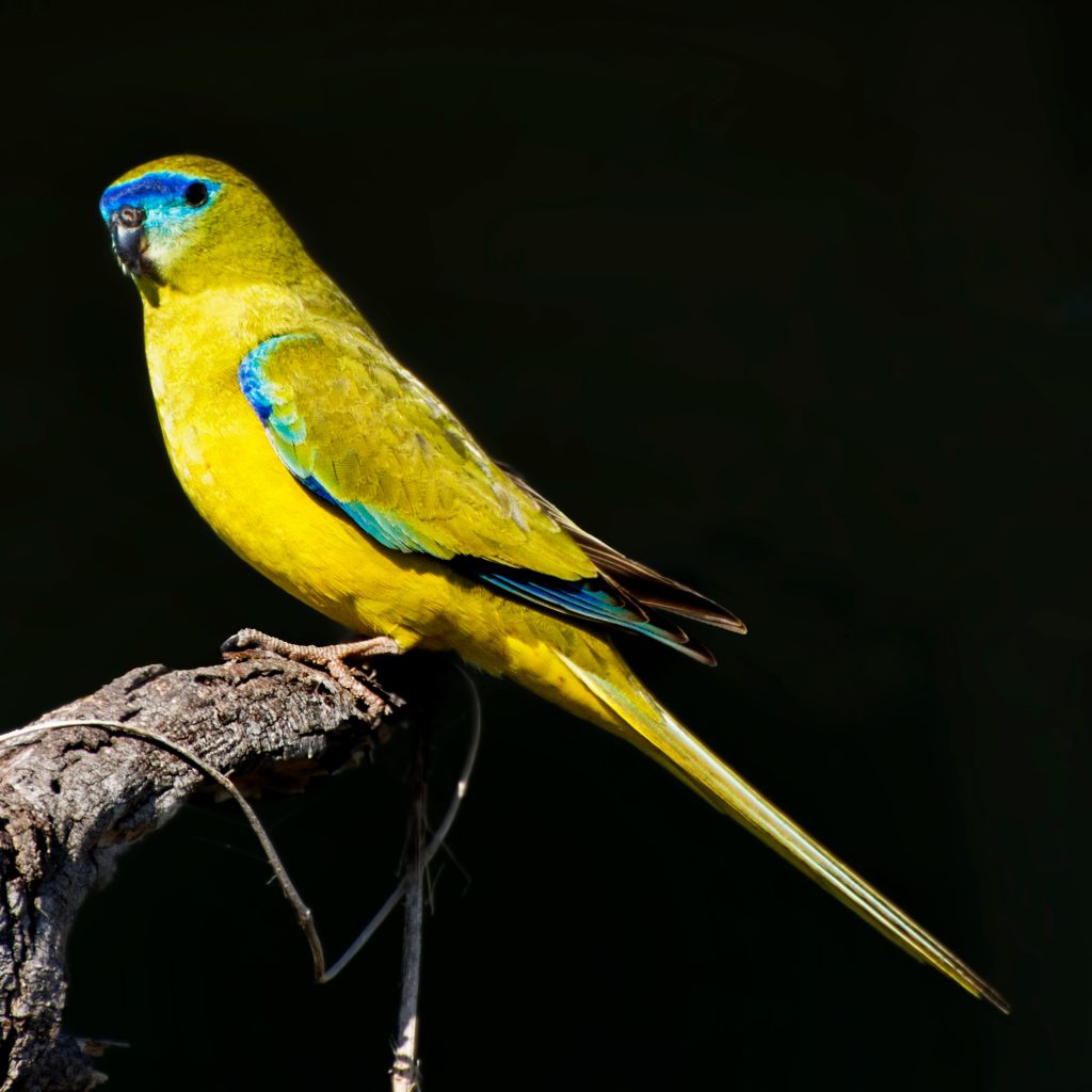 Neophema Parkiet Parakeet Soorten Parkietensoorten Parkieten