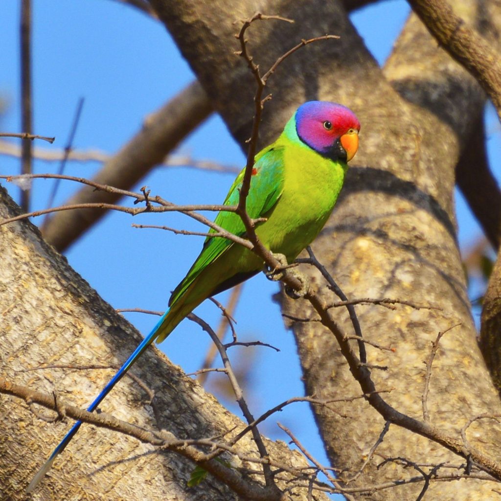 Pruimenkopparkiet Psittacula Cyanocephala Parkiet Parkieten Soorten Pruimenkop Parkiet