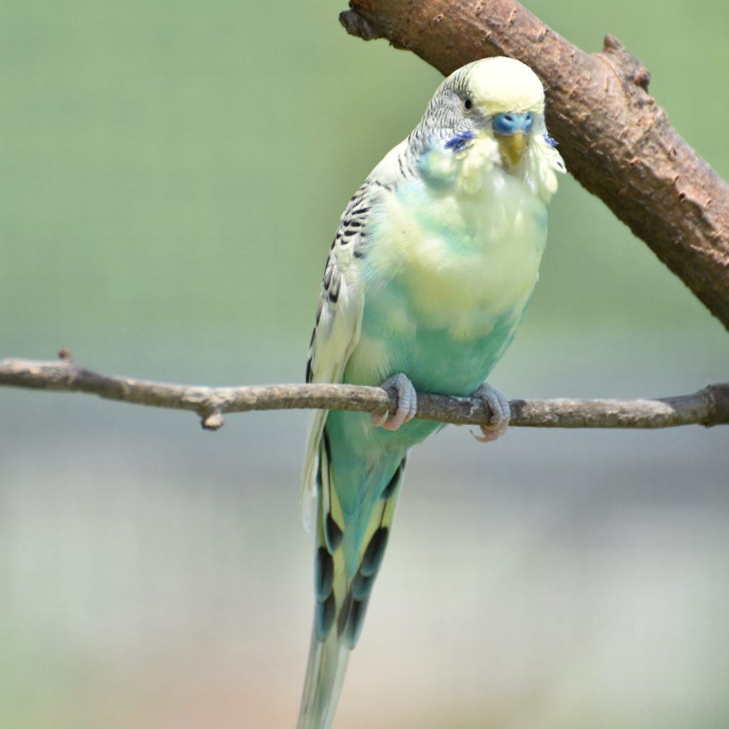 Regenboog Grasparkiet Melopsittacus Undulatus Pastel Grasparkiet Parkiet Parkieten Soorten Parkietensoorten Budgie 1