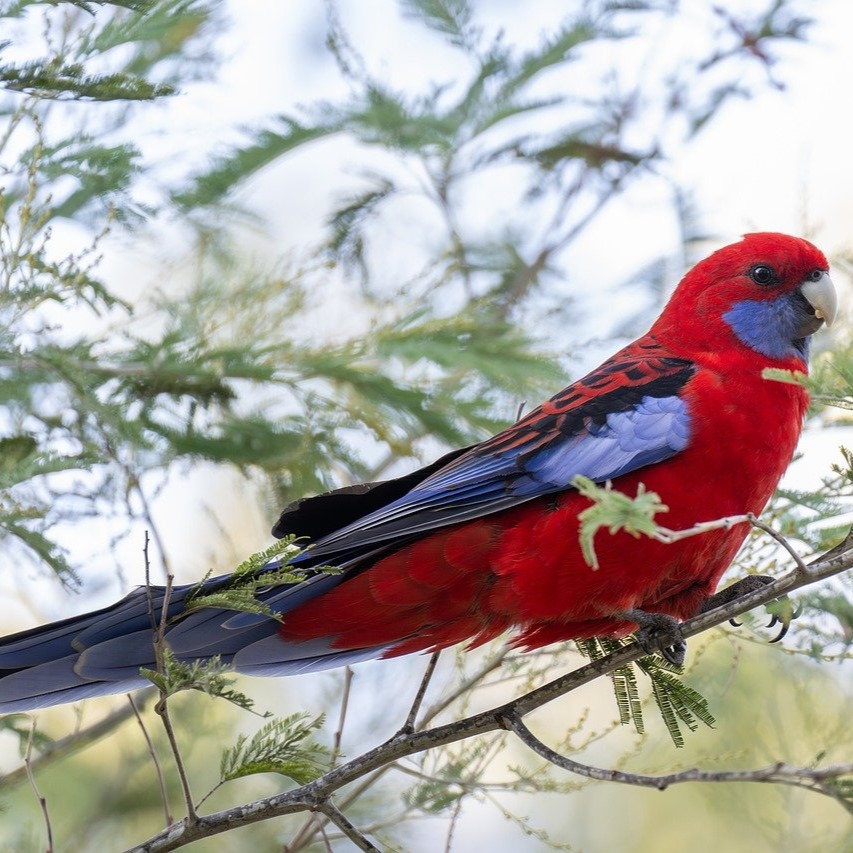 Rosella Platycercus Parkiet Parkieten Soorten Parkietensoorten 