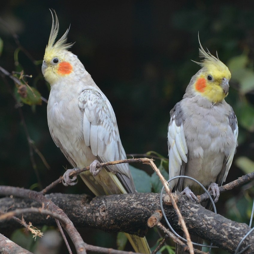 Valkparkiet Cockatiel Valkparkieten Parkiet Parkieten Parkietensoorten Kuifparkiet Kuif 1