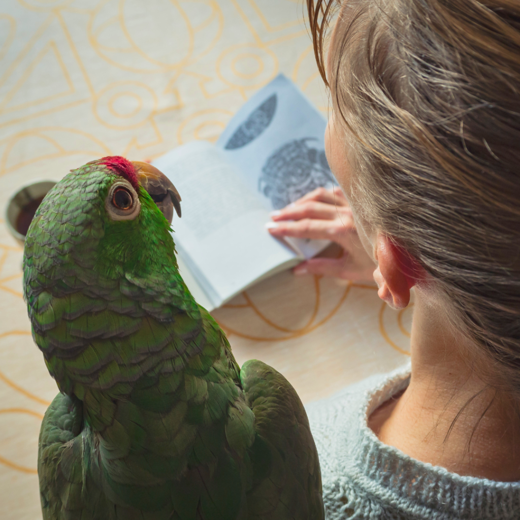 Hoelang Moet Een Vogel Buiten De Kooi Doorbrengen