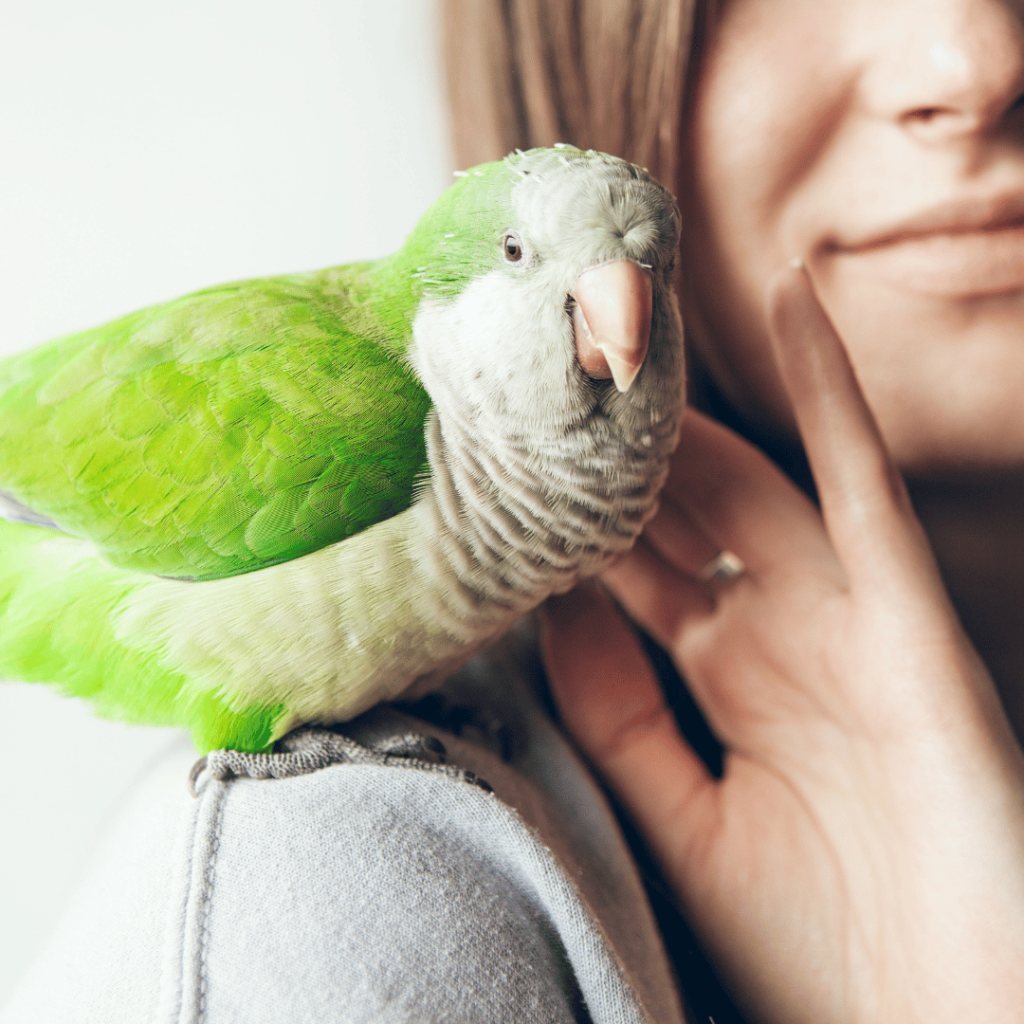 Musparkiet Vogel Op Schouder