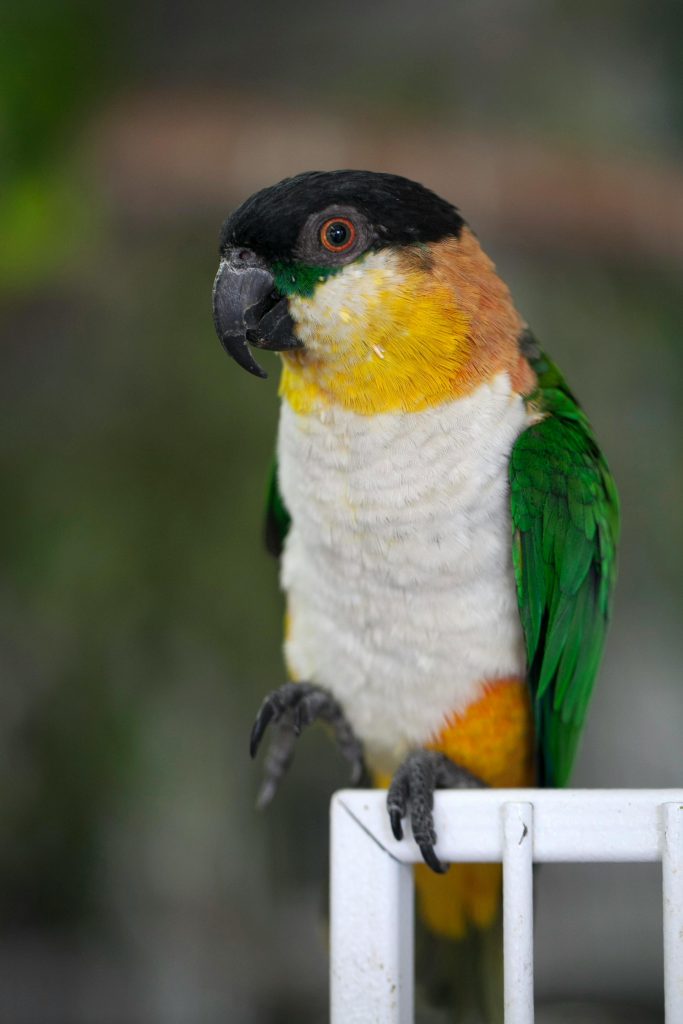 Papegaai Caique