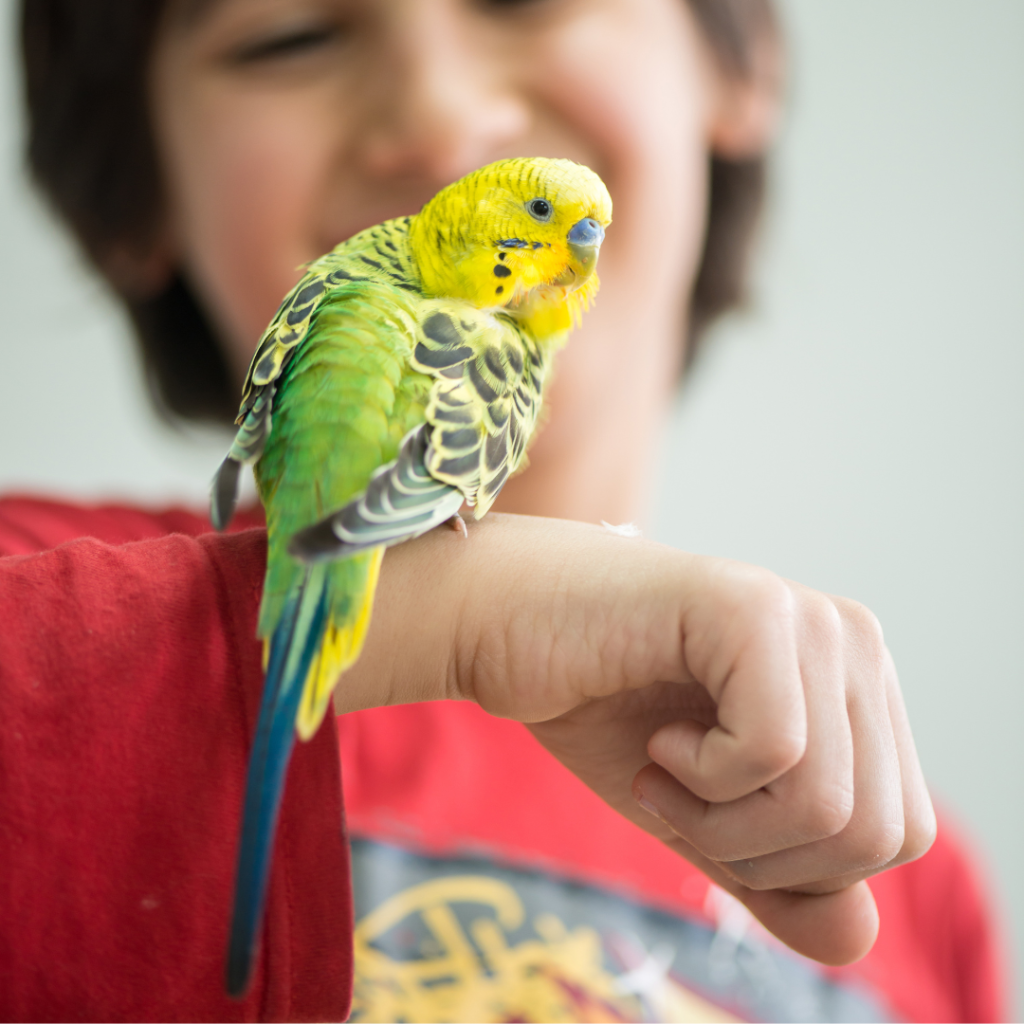 Parkiet Vogel Op Hond