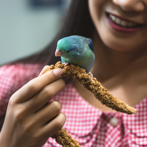 Vogel Forpus Die Trosgierst Eet