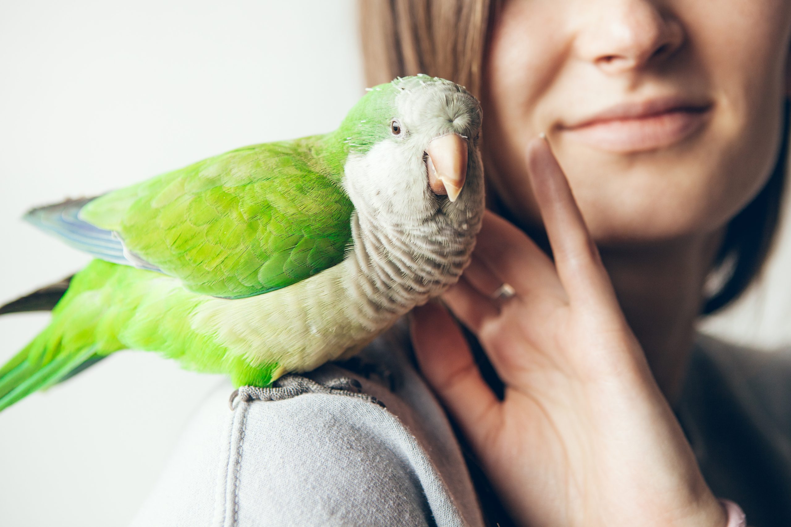 Vogel Musparkiet Tam Maken