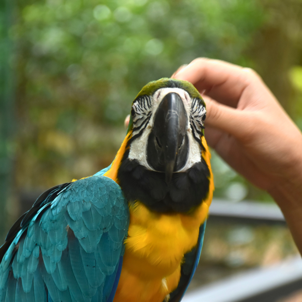 Vogel Papegaai Aaien Op Hoofd