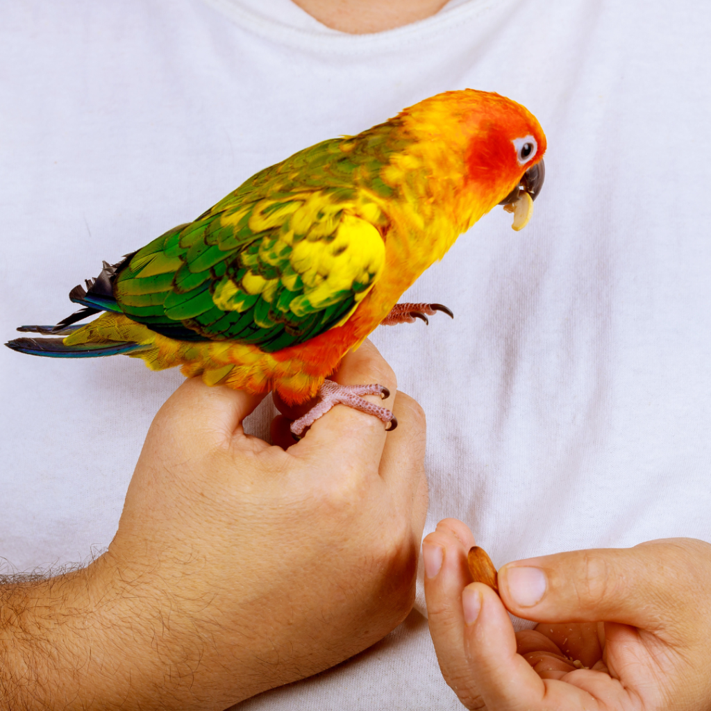 Vogel Zonparkiet Op Hand