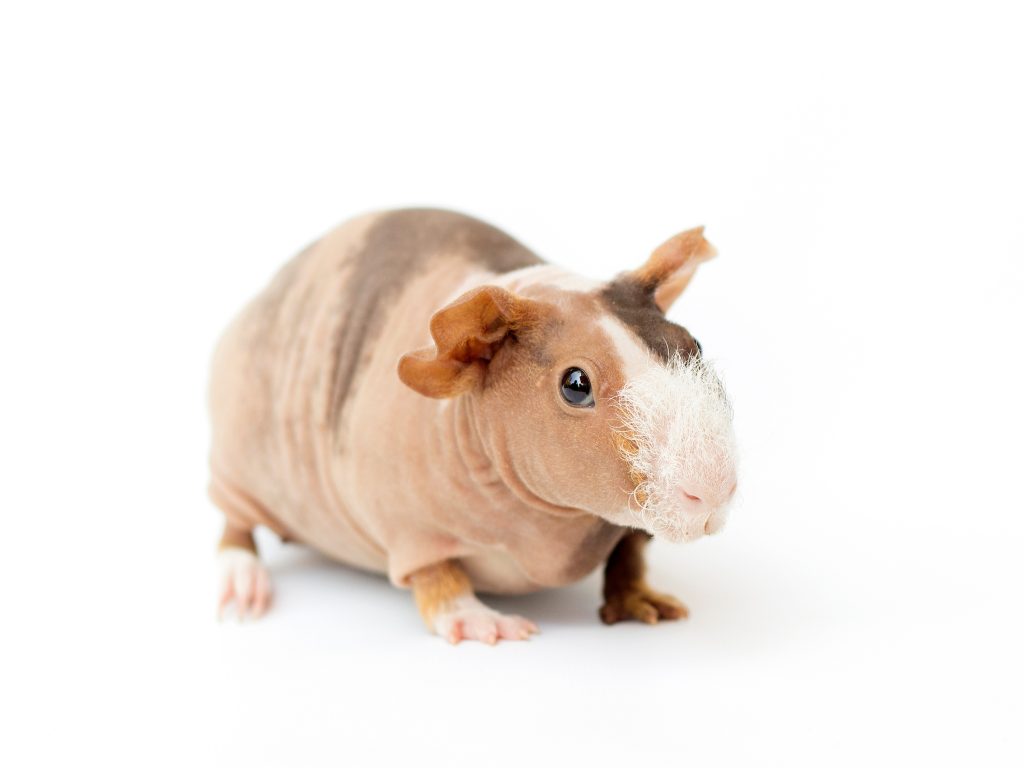 Guinea Pig