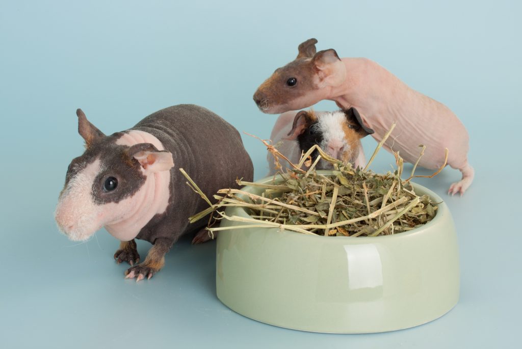 Guinea Pig Rodent Domestic Animal