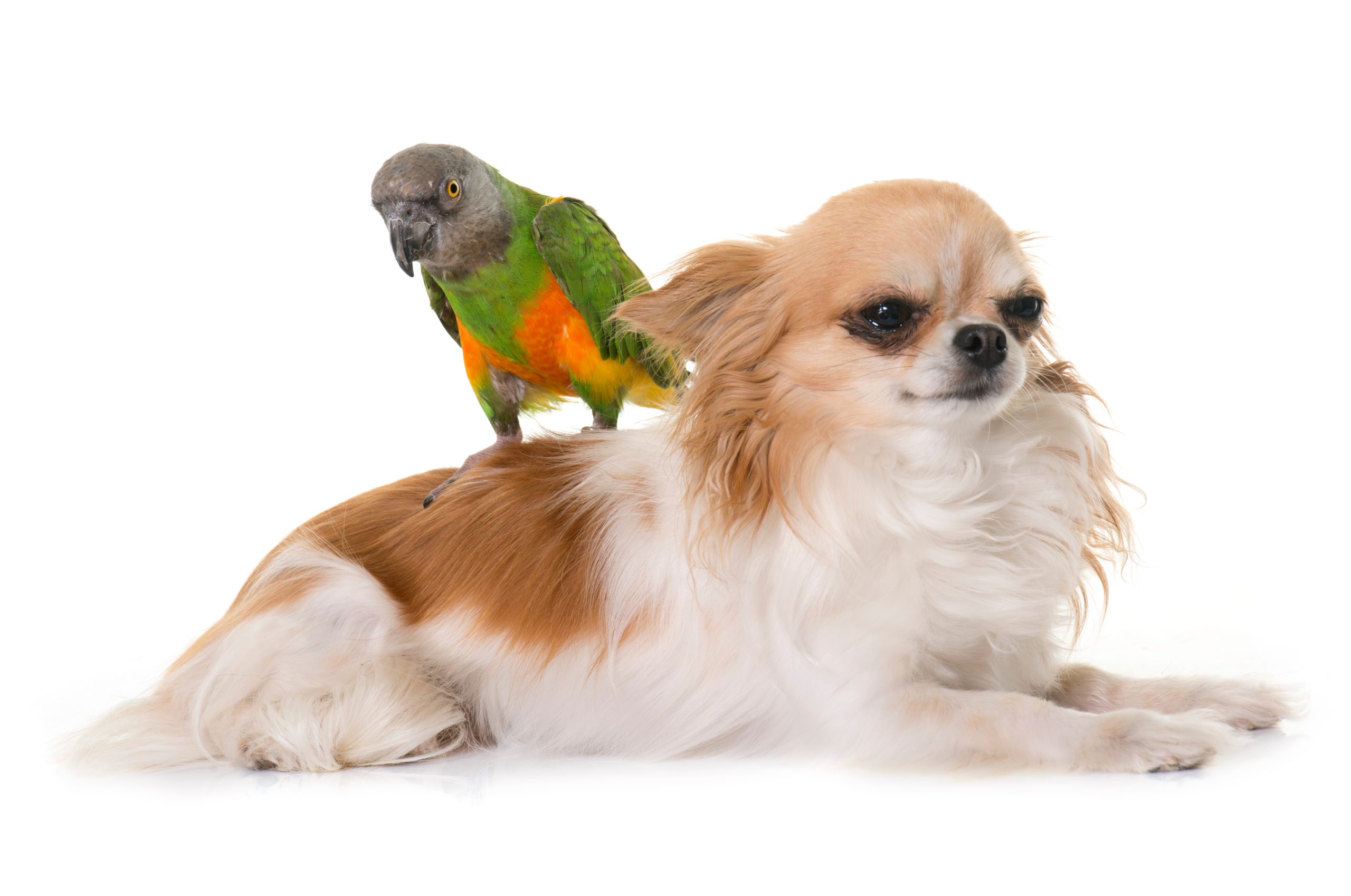 Senegal Parrot On Chihuahua