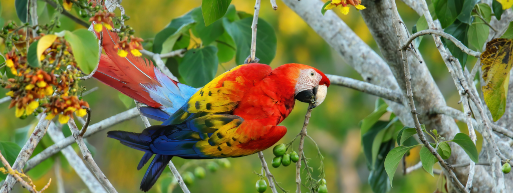 Rode Papegaai Scarlat Macaw